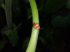 Asphaera discicollis