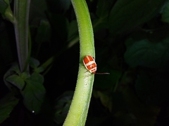 Asphaera discicollis