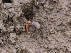 Metaplax elegans