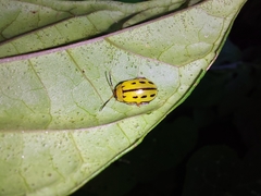 Alagoasa bipunctata