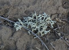 Xanthoparmelia camtschadalis