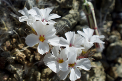 Linanthus concinnus