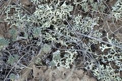 Xanthoparmelia camtschadalis