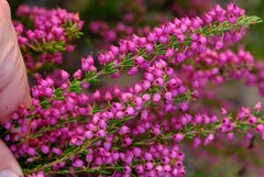 Erica globulifera
