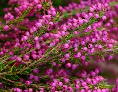 Erica globulifera