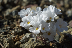 Linanthus concinnus
