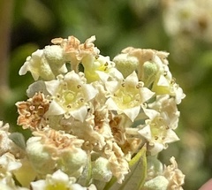 Phylica oleifolia