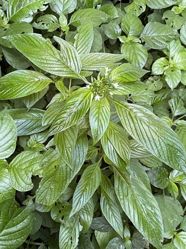 Pentas micrantha, photograph 3