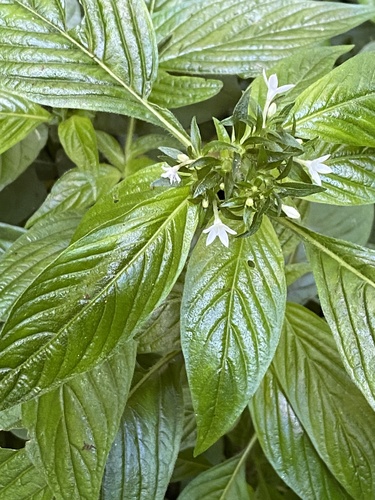 Pentas micrantha, photograph 4