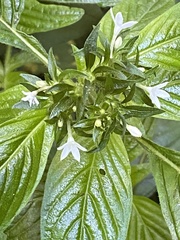 Pentas micrantha, photograph author not stated, no rights reserved
