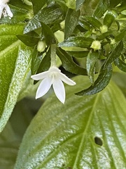 Pentas micrantha, photograph author not stated, no rights reserved