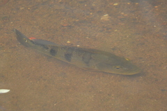 Cichla