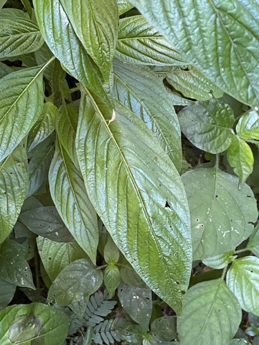 Pentas micrantha, photograph 6