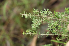 Pultenaea cuneata