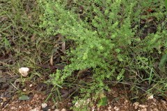 Pultenaea cuneata