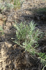 Astragalus tenuifolius
