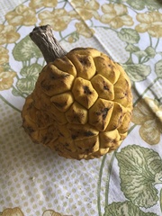 Angiospermae