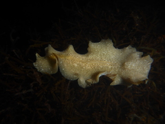 Pseudoceros canadensis