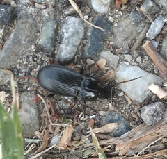 Pterostichus niger