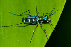 Cosmodela batesi
