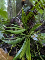 Sarcochilus falcatus