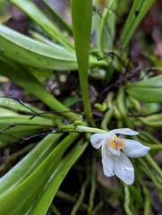 Sarcochilus falcatus