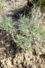 Astragalus tenuifolius