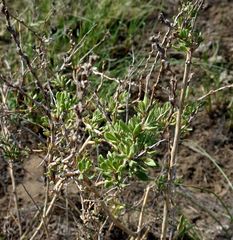 Atraphaxis frutescens