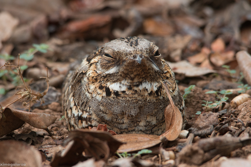 Red-necked Nightjar, photo 9 of 10