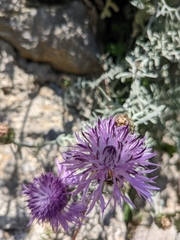 Centaurea cineraria