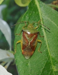 Elasmostethus interstinctus