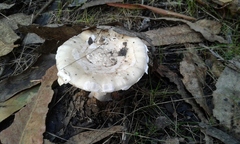 Amanita toxica