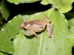 Raorchestes anili