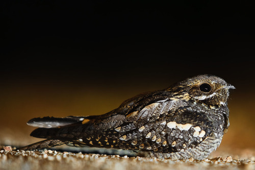 Red-necked Nightjar, photo 5 of 10
