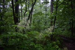 Aruncus dioicus