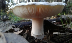 Amanita toxica