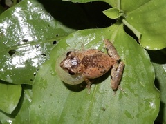 Raorchestes anili
