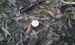 Amanita toxica