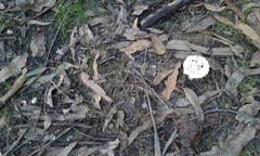 Amanita toxica