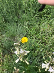 Penstemon alluviorum