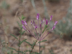 Allium iliense