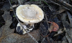 Amanita toxica