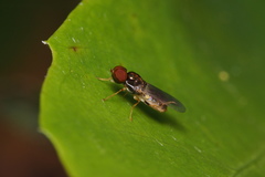 Microchrysa flaviventris
