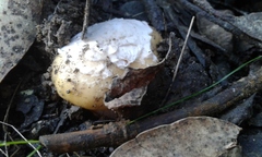 Amanita toxica