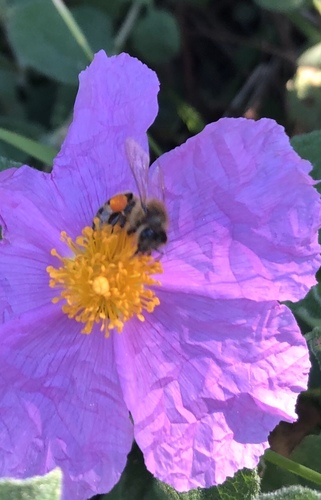 Bulbine ensifolia Baker