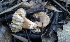 Amanita toxica