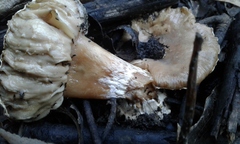 Amanita toxica