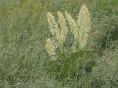 Rheum cordatum
