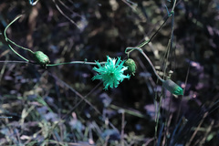 Podolepis longipedata