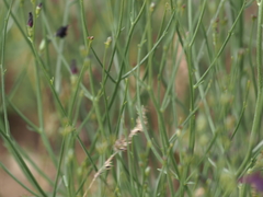 Dodartia orientalis